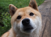 开云体育APP下载-F1发动机法则，杜兰特在街道赛之夜的唯一性进攻