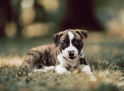 开云体育APP下载-铁血诗人与孤岛，阿劳霍用一场不朽防守，写下后防线的十四行诗