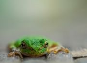 开云体育中国-速度殿堂的量子纠缠，当F1银箭划破巴林夜幕，姆巴佩在绿茵场刺穿时间