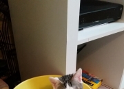 开云体育APP下载-篮球场上的时空裂隙，当蓝白军团遇见禁区堡垒