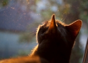 开云体育APP下载-莫兰特关键先生加冕，掘金连续得分封印火箭