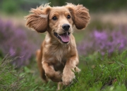 开云体育入口-德黑兰的风吹过巴黎的夜，迪亚斯一箭定江山，伊朗血拼赢得尊重