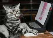 开云体育入口-双面掌控力，哈利伯顿的魔法之手与热火的钢铁洪流