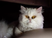 开云体育APP下载-双面足球，从雷恩的铁壁到格纳布里的闪电