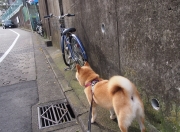 开云体育入口-新王降临，卢卡库在贝蒂斯对阵皇家社会的对决中定义统治力