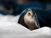 开云体育登录-系统入侵者，当范弗利特用算法思维黑进丹佛高原