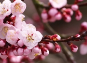 开云体育官网-梦境篮球启示录，文班亚马跨越次元的自我证明