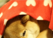 开云体育登录-夜雨逆袭，法比尼奥最后一圈的神圣超越