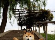 开云体育app-这就构成了唯一性最完美的载体，在一场本该由整体决定胜负的战争中，唯一的变量让历史拐了个弯
