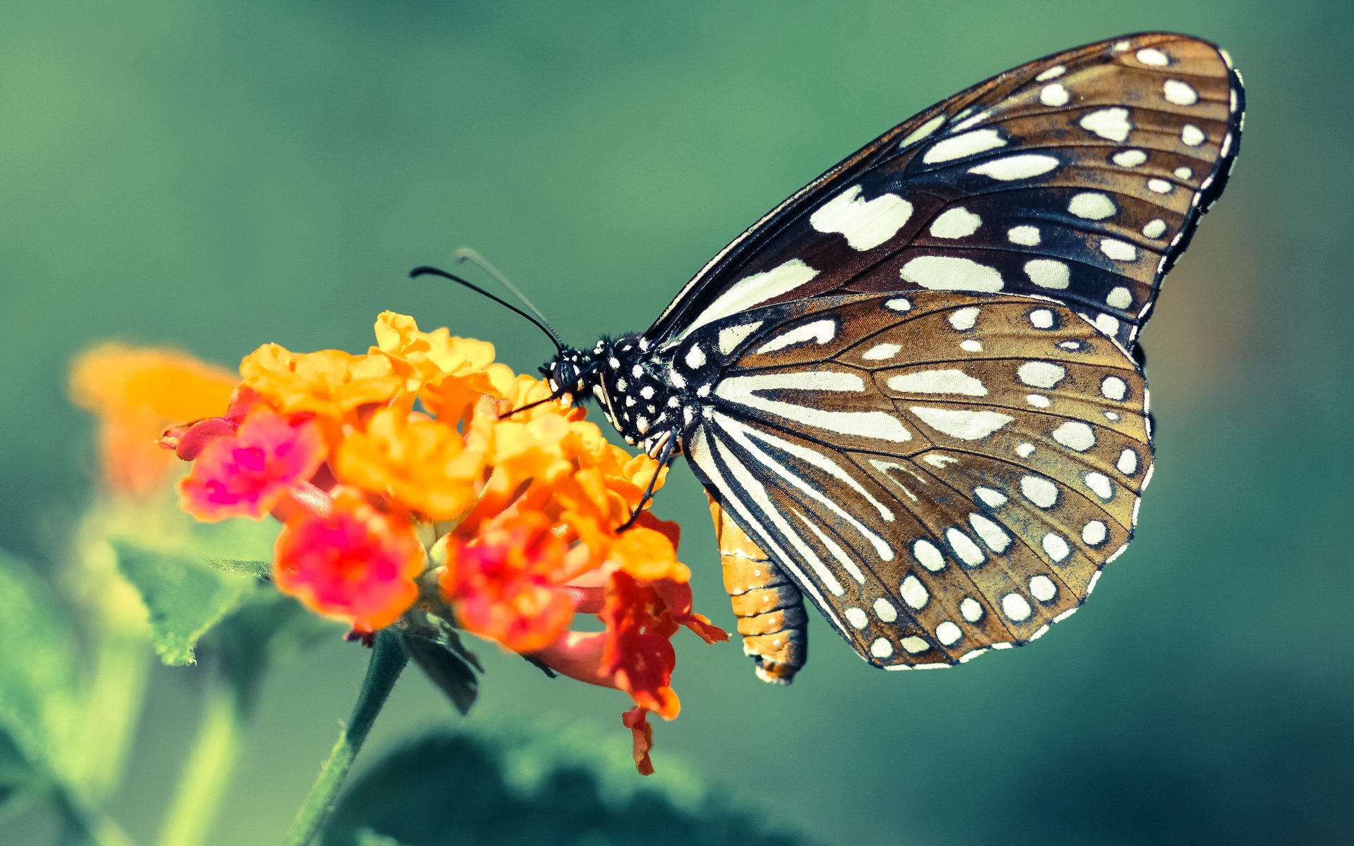 汤神的左脚，2024，那个定义唯一的欧冠淘汰赛之夜