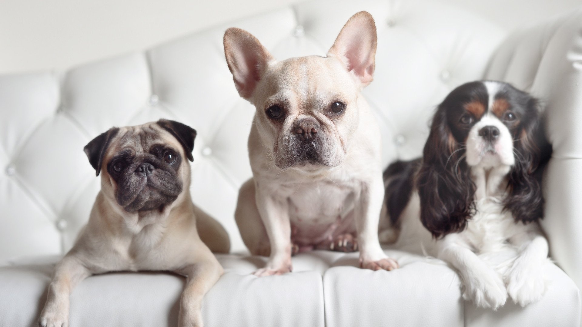 霍勒迪引爆全场,广东队轻取鹈鹕收获关键胜利