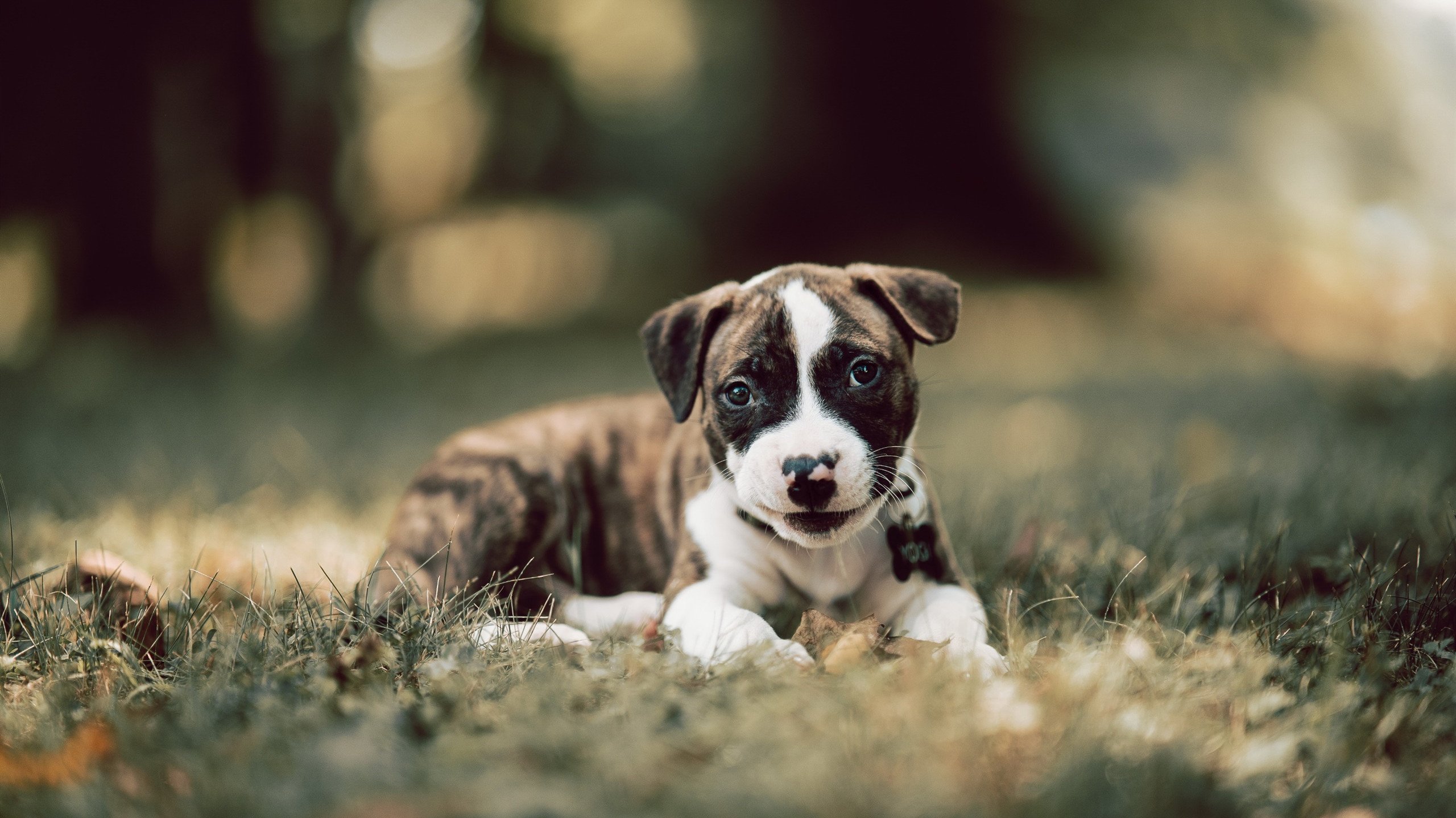 铁血诗人与孤岛，阿劳霍用一场不朽防守，写下后防线的十四行诗