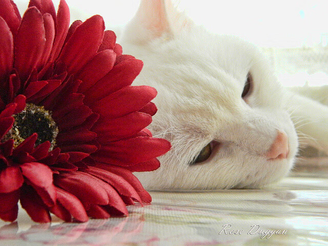 巅峰对决铸就新神！卡马文加铁血证道，亚特兰大希腊神话终结夜