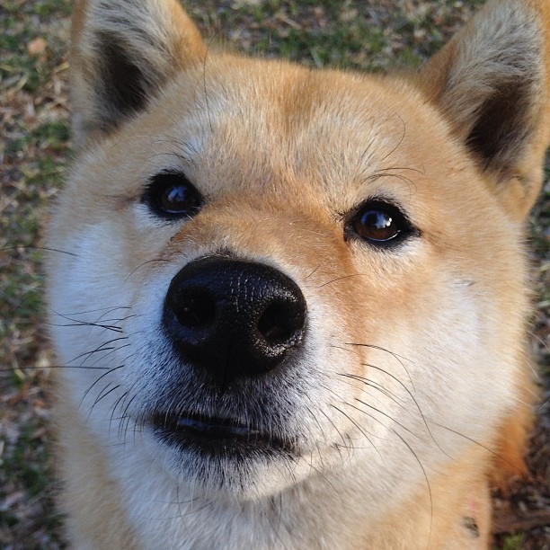 从配角到掌控者,奥亚尔萨瓦尔的觉醒之夜,与那不勒斯的窒息压制