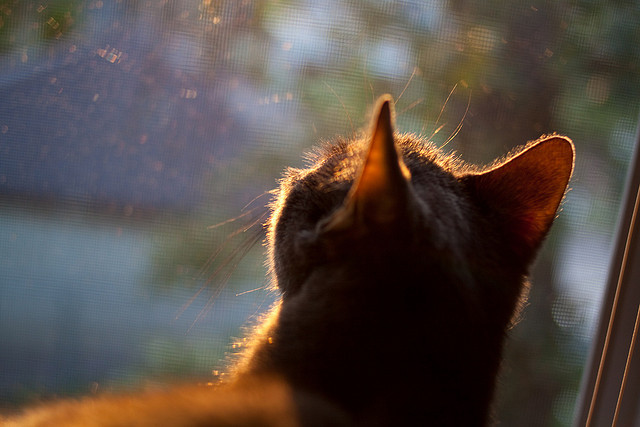 莫兰特关键先生加冕，掘金连续得分封印火箭