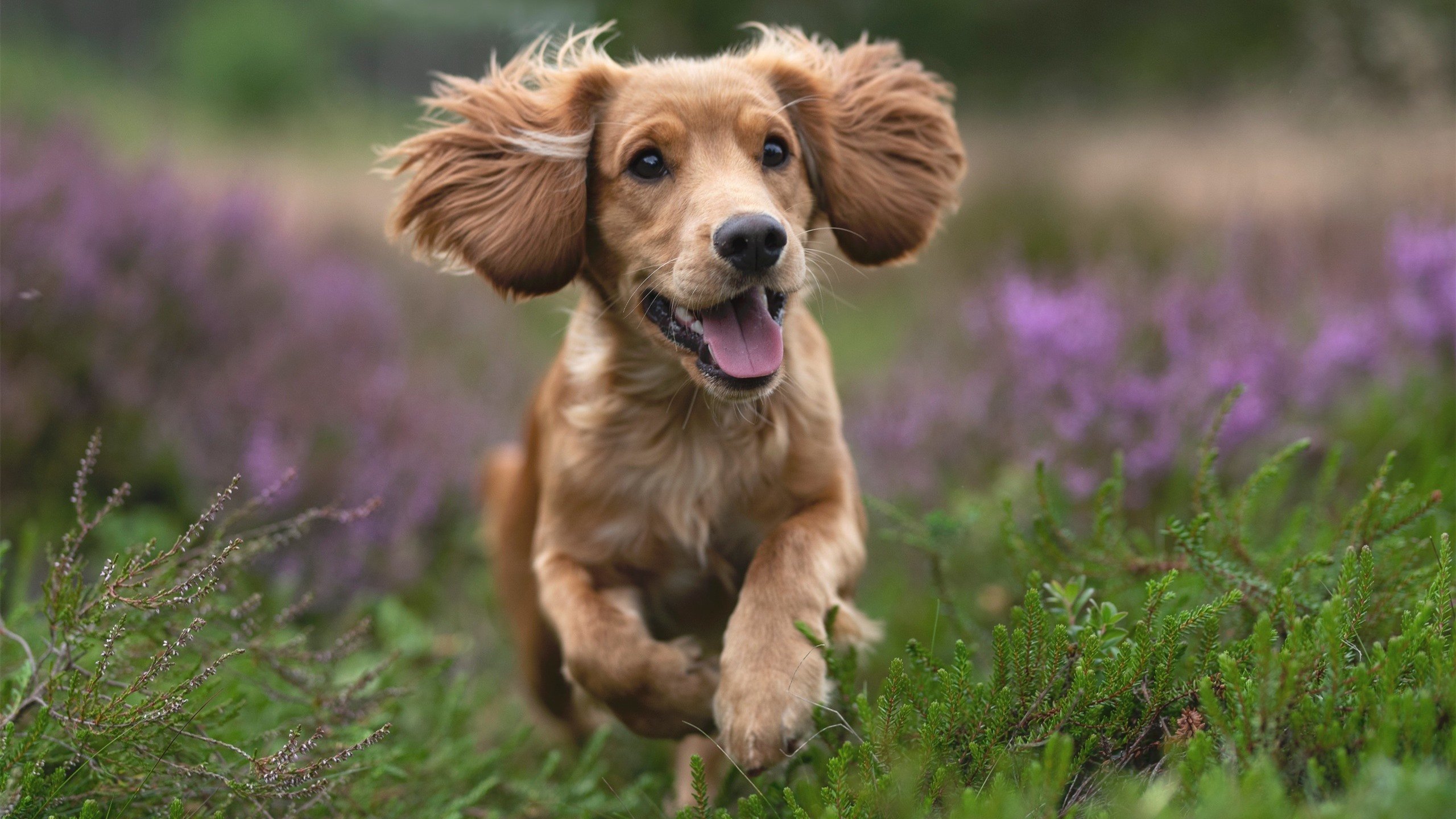 德黑兰的风吹过巴黎的夜，迪亚斯一箭定江山，伊朗血拼赢得尊重