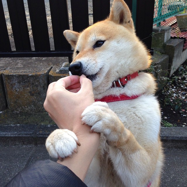 黄蜂狂舞之夜，死神在三分线微笑，库里如何从崩溃边缘成为关键先生？