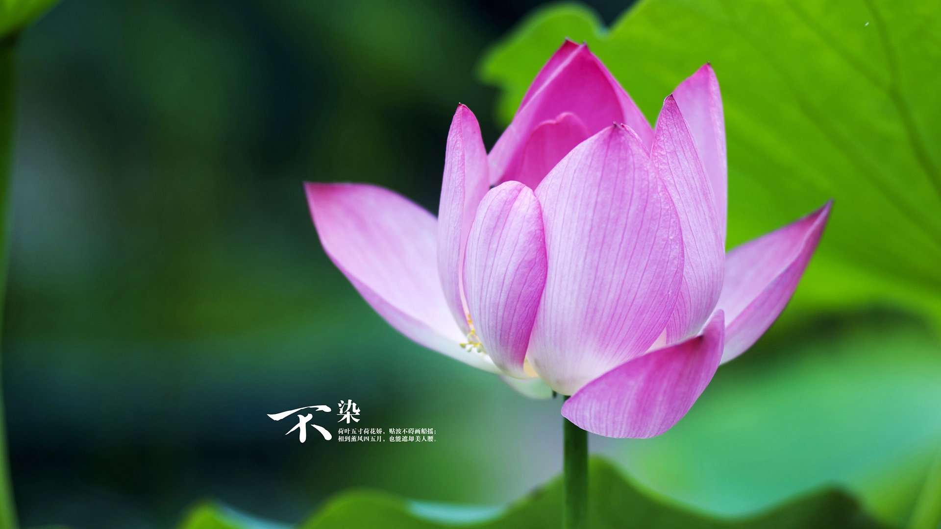 夜撕碎压力的嘴,他从废墟中捞回王冠