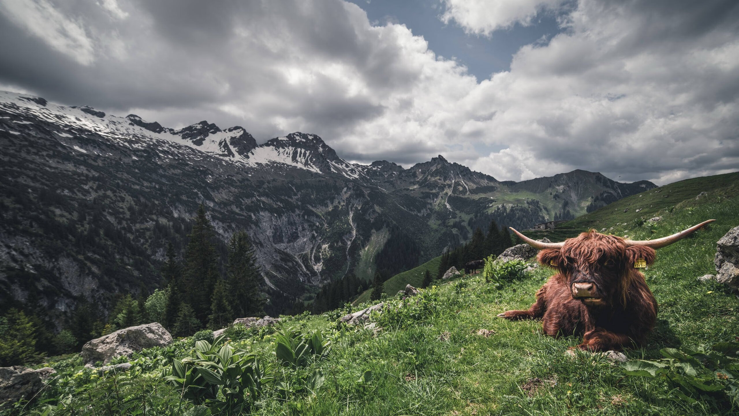 英雄主义与团队风暴,恩比德单骑救主,马刺末节风暴卷走黄蜂
