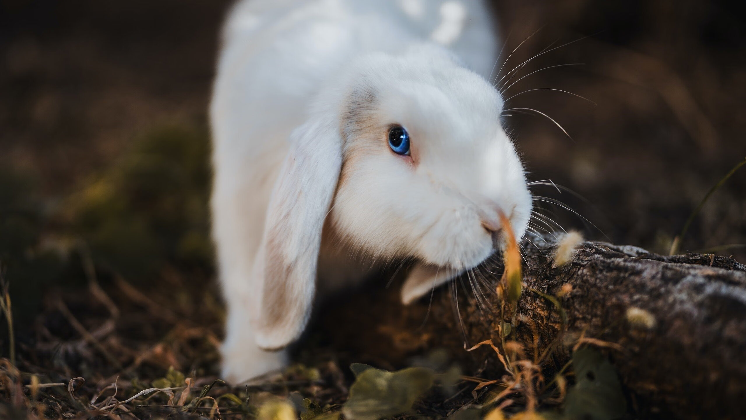 篮球的战争与和弦,勇士如何用节奏的艺术窒息灰熊