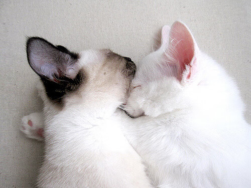 星夜双辉,西甲国家德比之战与字母哥的进攻艺术